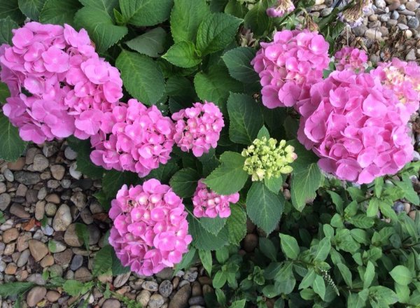 hortenzia_szécsény Zsuzsanna