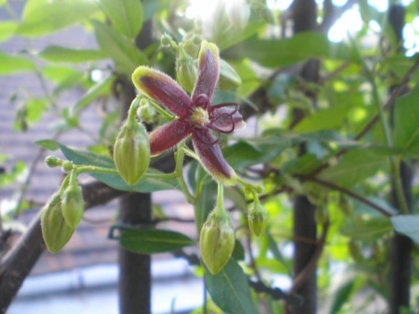 Németh Tibor György