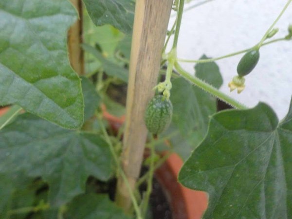 Németh Tibor György1