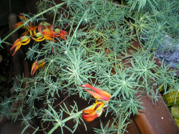 Németh Tibor György10