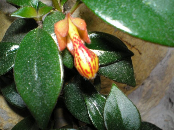 Németh Tibor György11