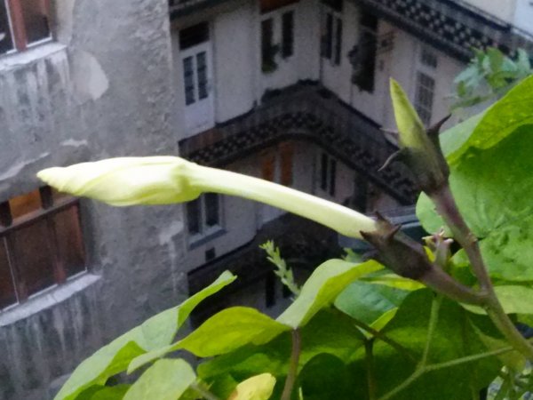 Németh Tibor György2