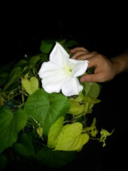 Németh Tibor György3