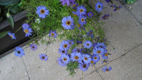 Németh Tibor György5