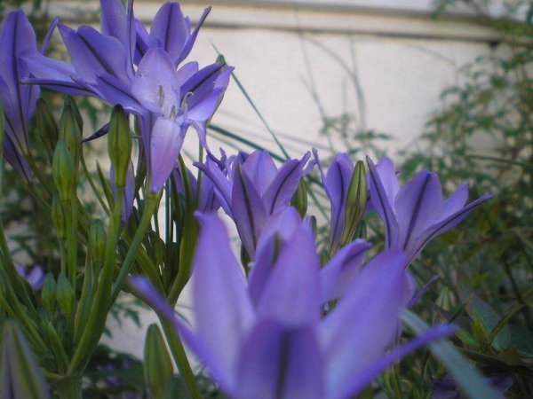 Németh Tibor György6