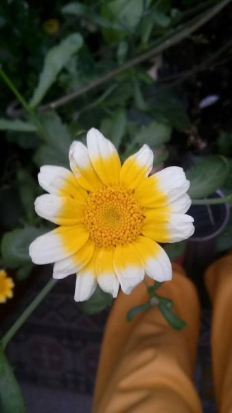 Németh Tibor György7