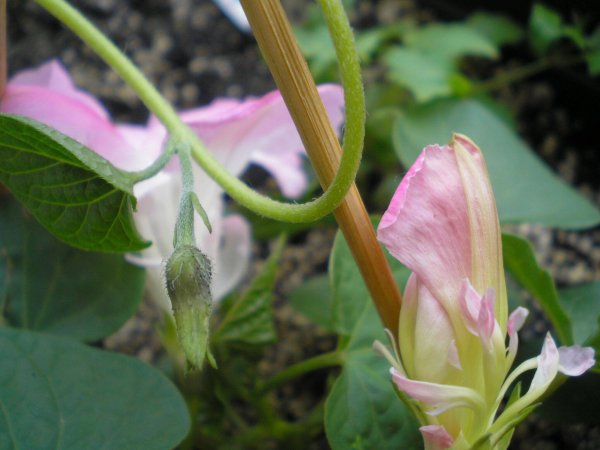 Németh Tibor György9