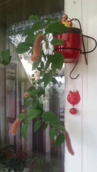 mitre Orosz Gabriella