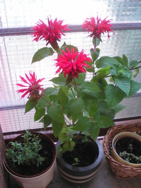 mitre Orosz Gabriella1