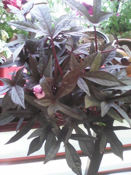 mitre Orosz Gabriella2