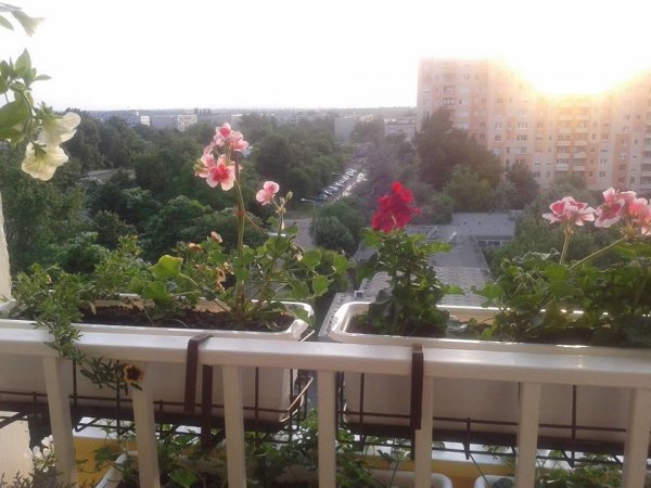 nap_viczai Károlyné2