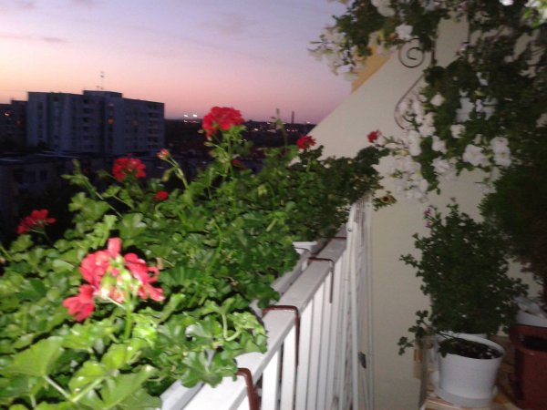 nap_viczai Károlyné4