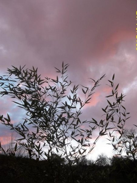 nap_zöldkerti mici1