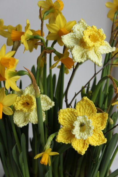 narcis-600014_1280
