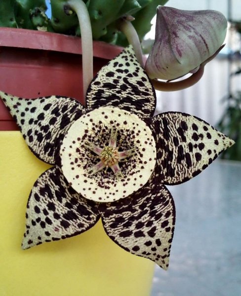 olga Koycheva Fábián