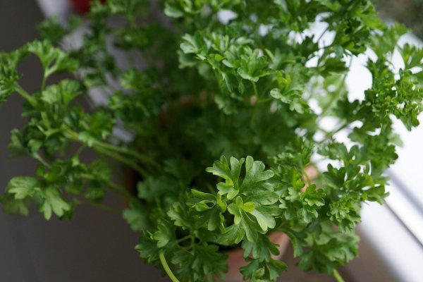 parsley-790703_1280