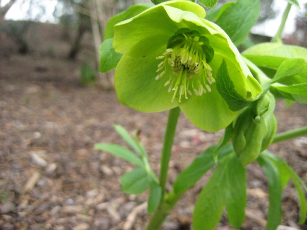 Helleborus_odorus