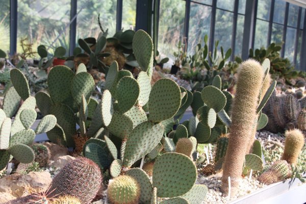 Kaktusz15_053