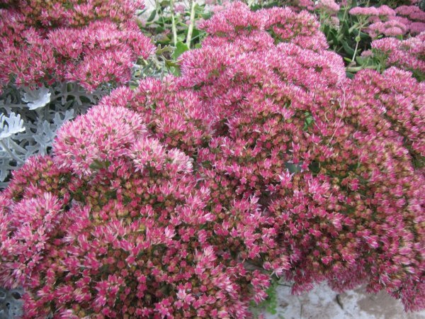 Szeptember_014-600x450