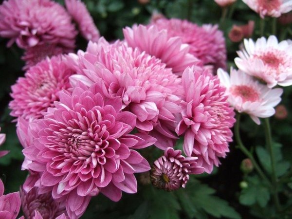 chrysanthemum-721850_640