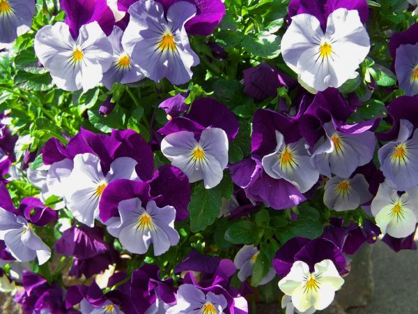 purple-blue-pansy-781669_1280