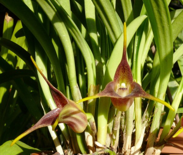 Masdevalia picea2