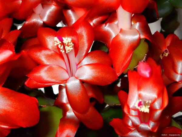 karácsonyi kaktusz5