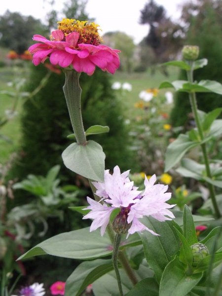 kert_Teicher Mónika2