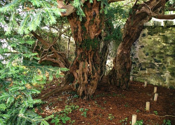 Fortingall-Yew-trunk