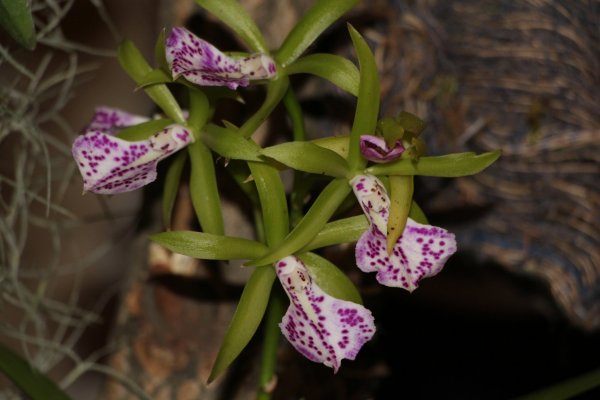 Orchidea15_036