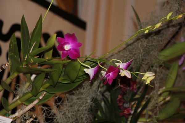 Orchidea15_042