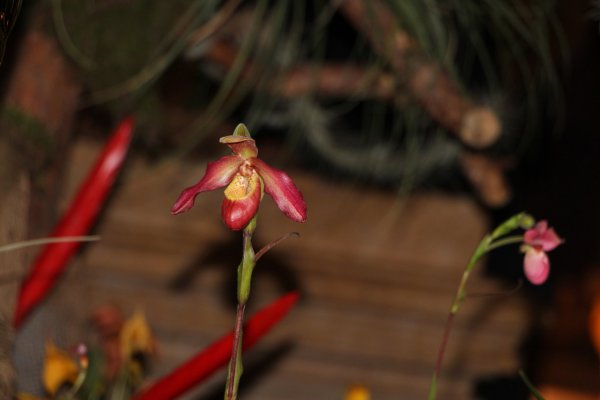 Orchidea15_063