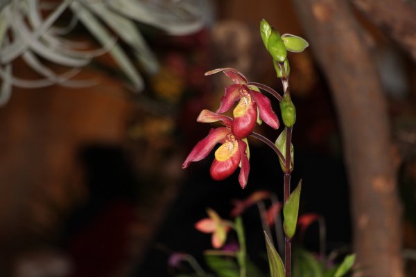 Orchidea15_066