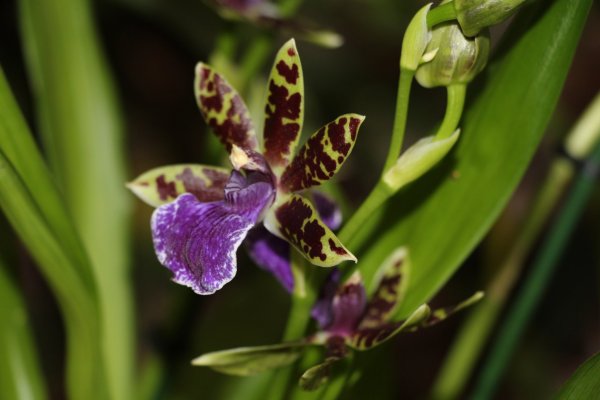 Orchidea15_083