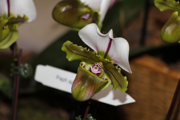 Orchidea15_094