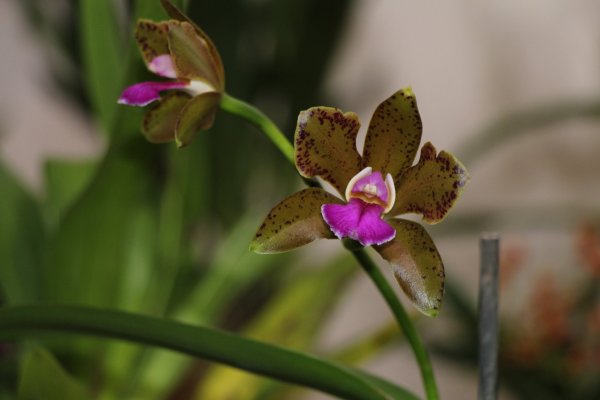 Orchidea15_113