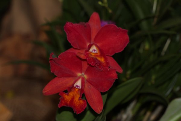 Orchidea15_115
