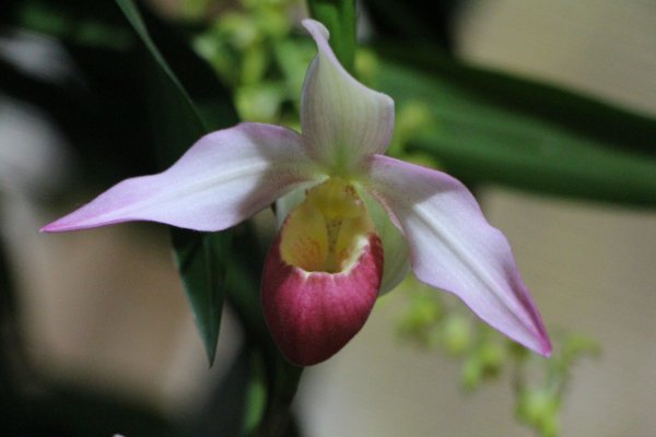 Orchidea15_166