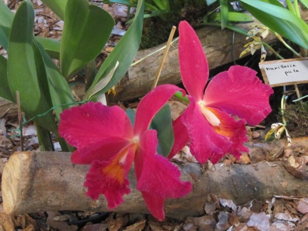 orchid_080