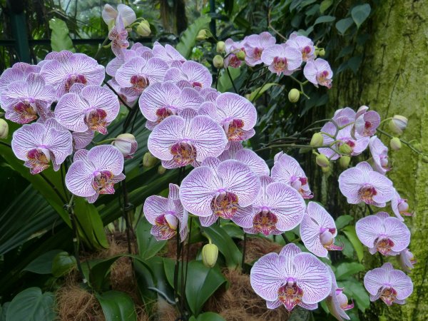 orchids-217999_1920