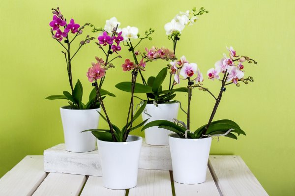 orchids-595242_1920