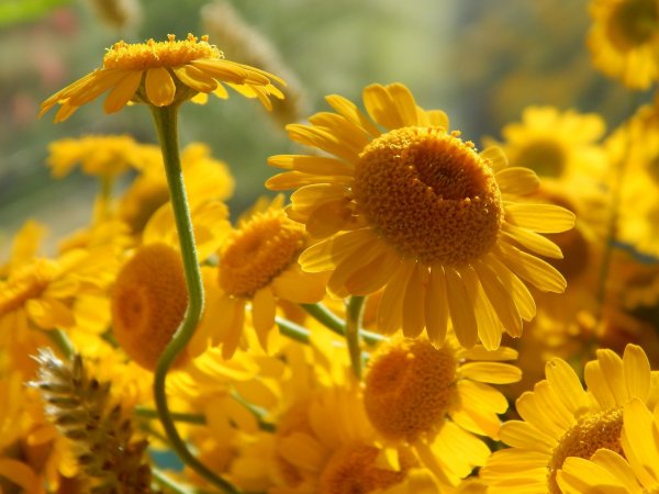 yellow-daisies-965432_1920