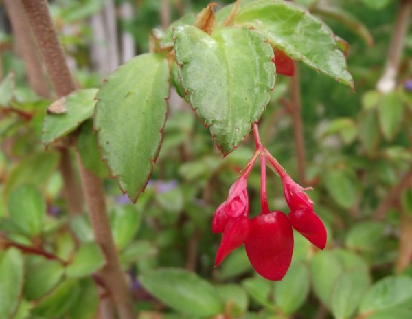 Begonia_foliosa