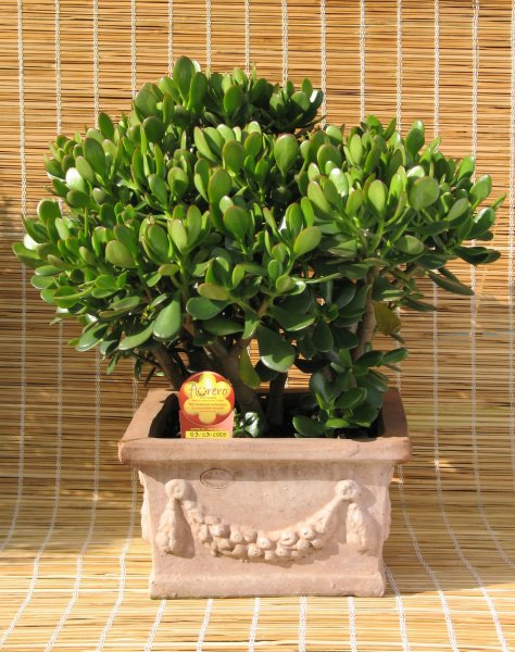 Crassula_ovata_+_Florero
