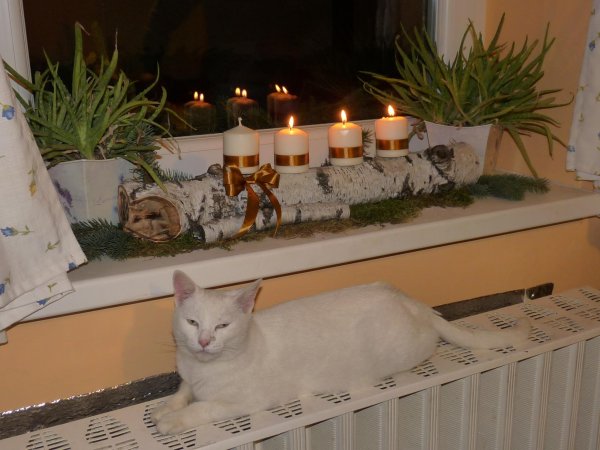 ablak30_szabó András