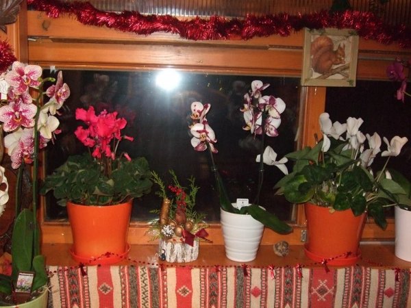 ablak32_Schneider Éva