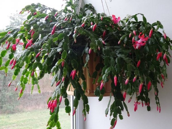 ablak34_lakatár Mária