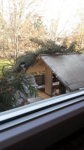 ablak51 Nógrádi Ágota