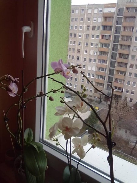 ablak52 Juhász erika