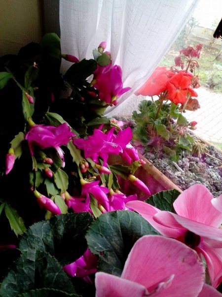 ablak55 Csipszerné Kati